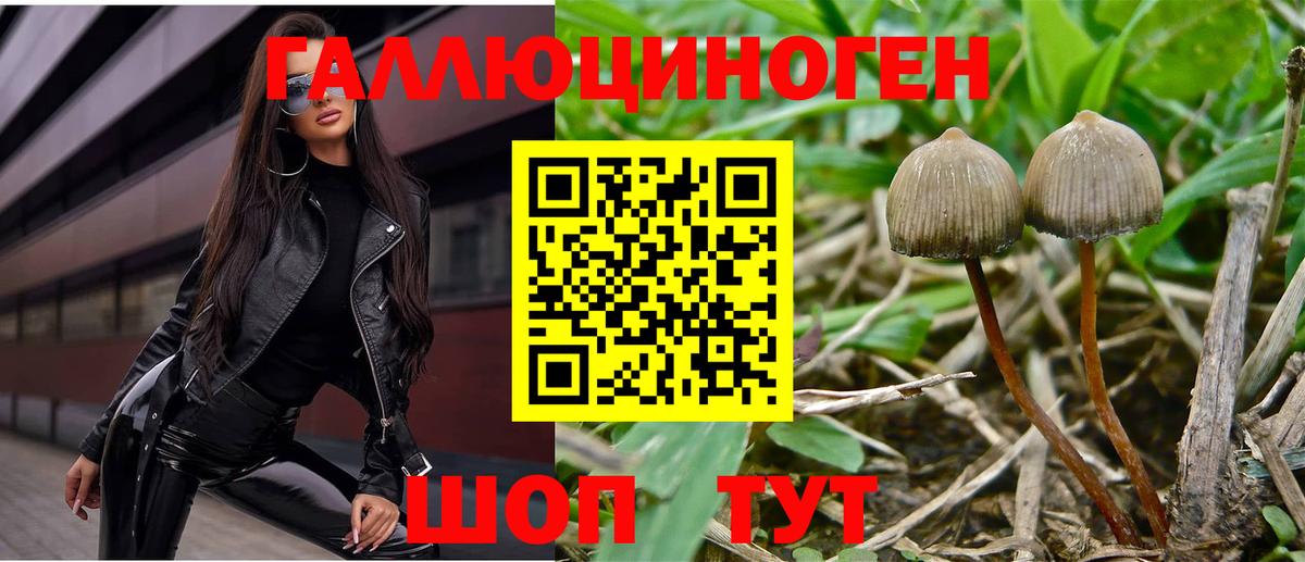 Галлюциногенные грибы Psilocybe  Вход с VPN  Светлоград 